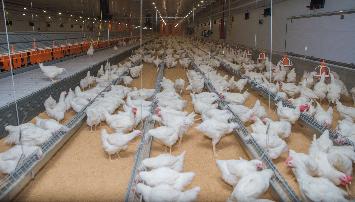 «Агрокомплекс» открыл новый репродуктор второго порядка на птицефабрике «Кореновская»