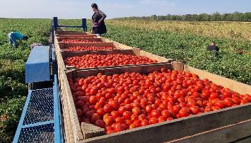 В 2025 году «Агрокомплекс» выпустит  800 тонн плодоовощных консервов из собственного урожая