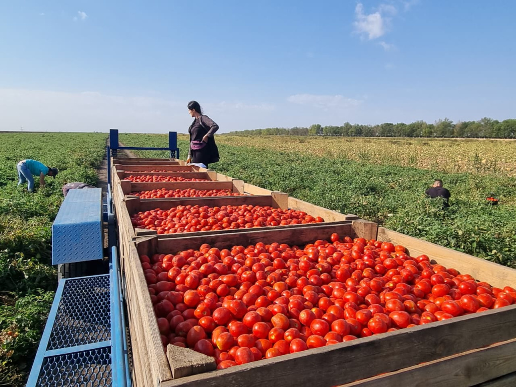 томаты в поле.jpg томаты в поле.jpg
